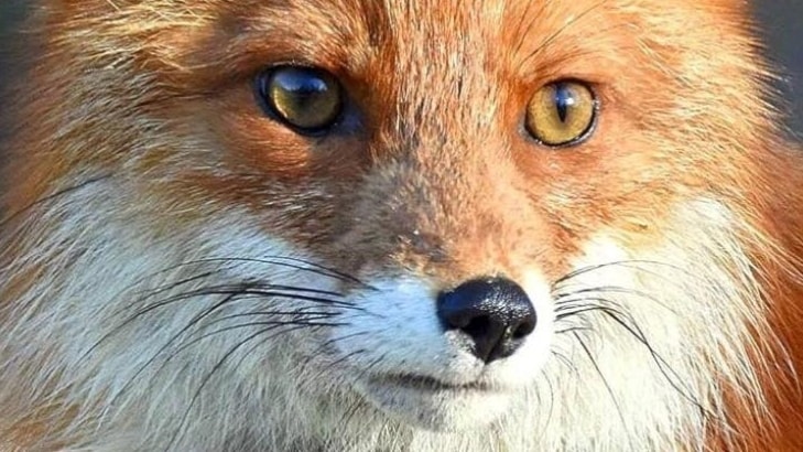 Veckans bild – en fokuserad räv i närbild - P4 Jämtland | Sveriges Radio