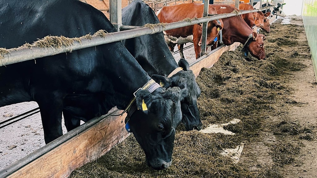 Osäkerhet kring årets spannmålsskörd – bonden Erik: 