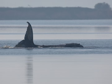Knölvalen Timmy har hittats död