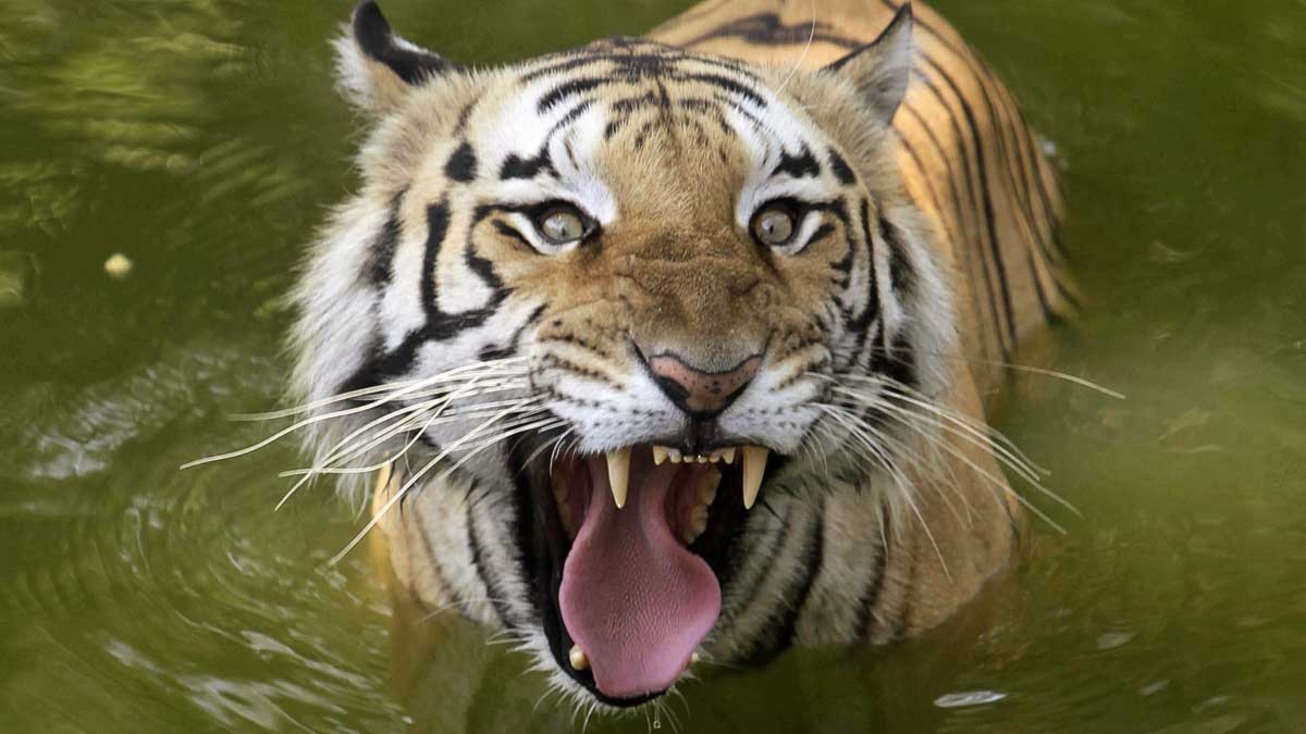 Hur Snabbt Springer En Tiger
