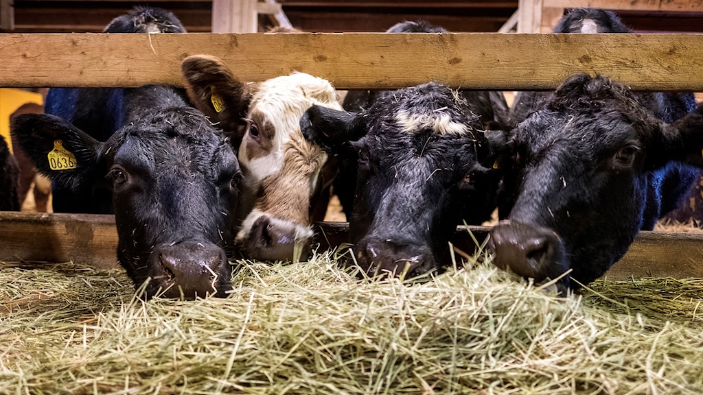 Lantbrukare får rekordhög utdelning - Nyheter (Ekot) | Sveriges Radio