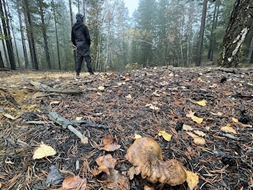 Kommunen agerar efter svamplarmet