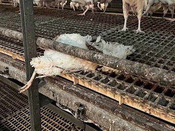 LOKAL: Tusentals höns hittades i container – äggproducent åtalas igen