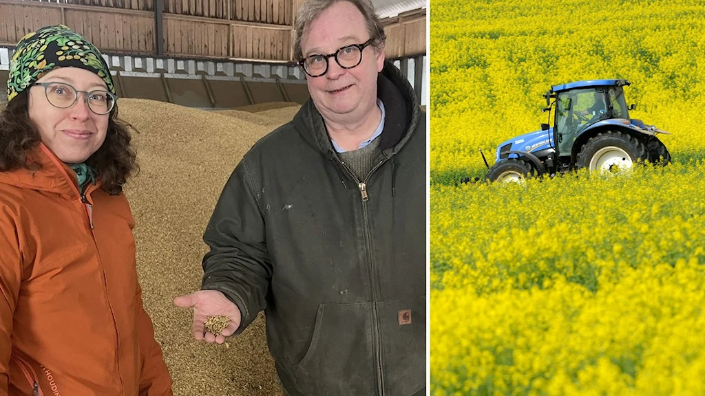 Två personer framför en hög med säd samt en traktor i ett rapsfält