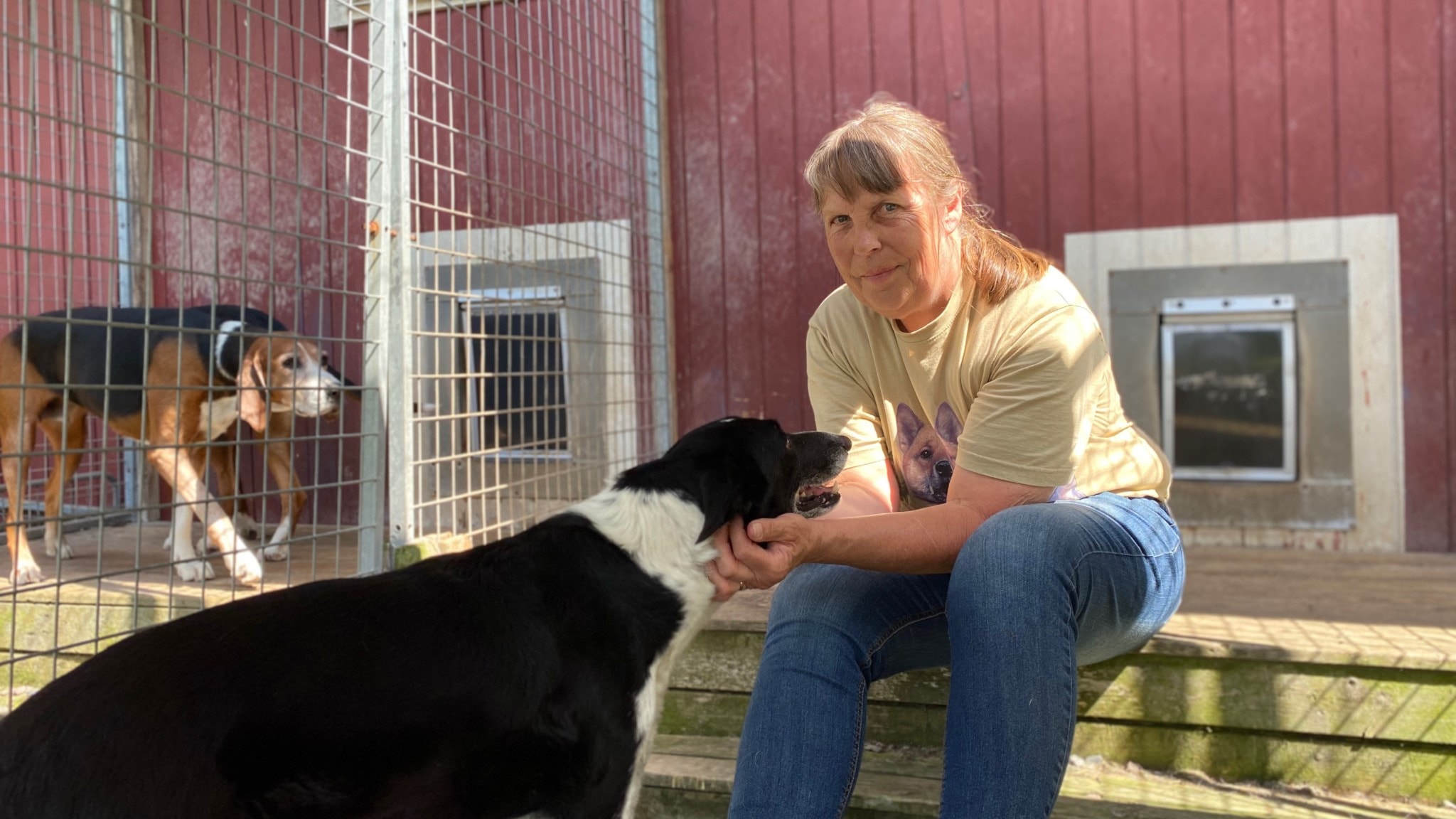 Hur Många Hundår är Ett Människoår