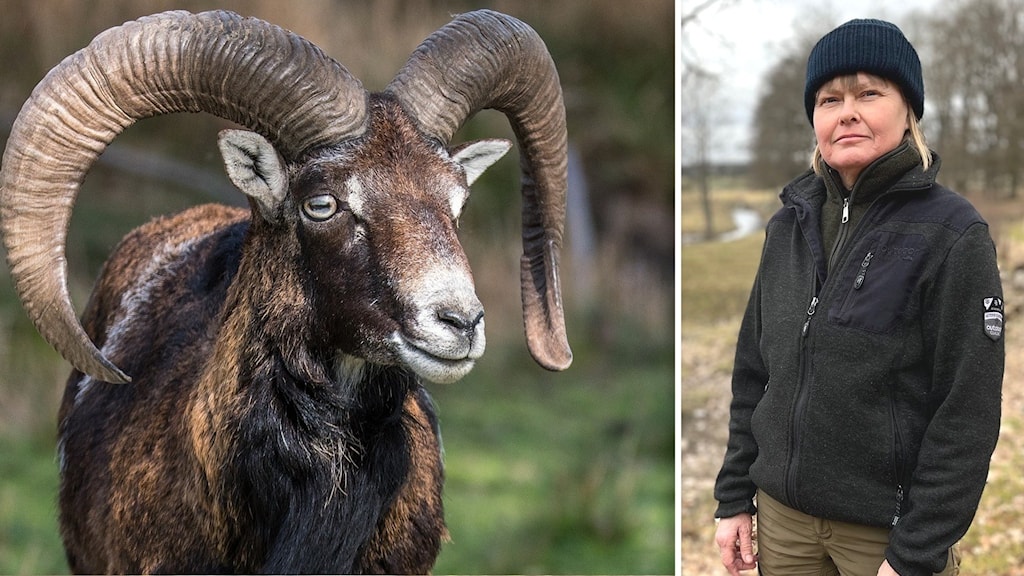 Larmet: Vilda mufflonfår hotar matproduktionen - P4 Sörmland | Sveriges ...