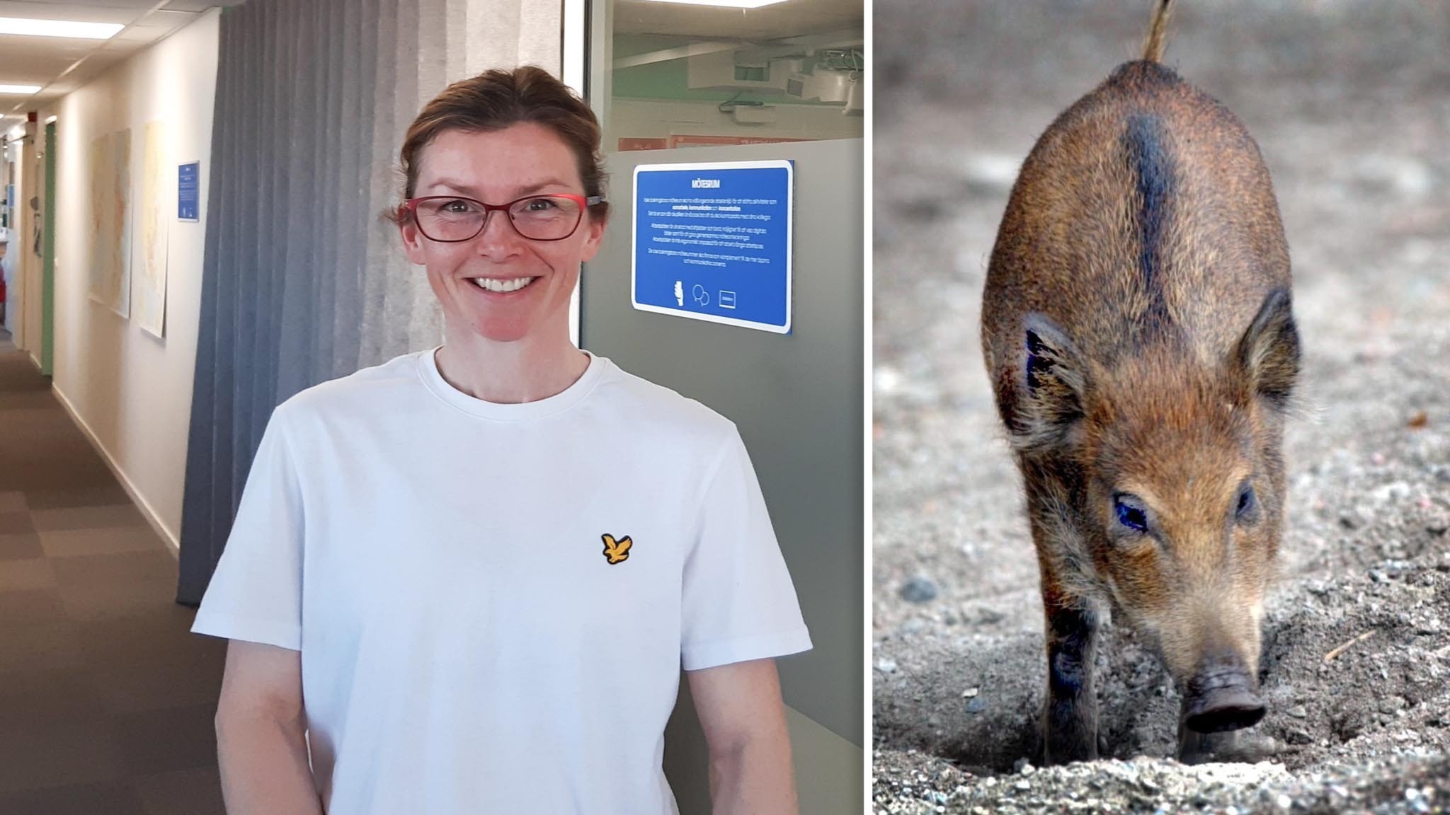 Experten Mer Vanligt Med Vilda Djur Inom T tbebyggda Omr den P4 