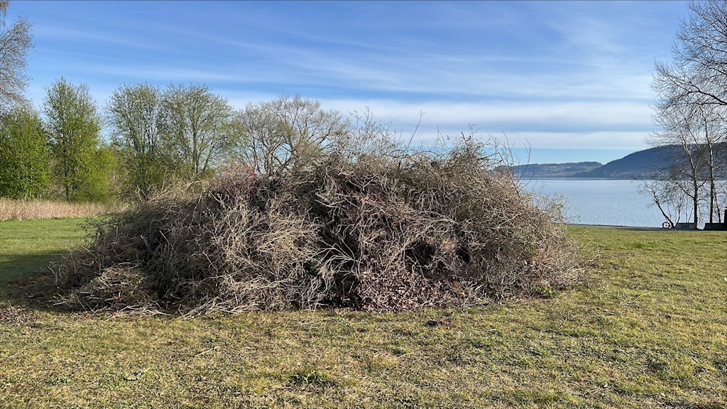 Eldningskaos inför valborg – förvirring kring om majbrasor är tillåtna ...