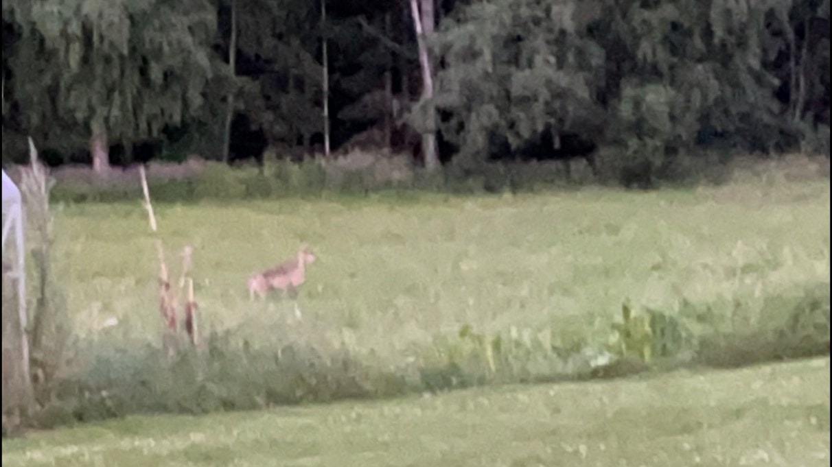 Varg vandrade in i trädgården: 