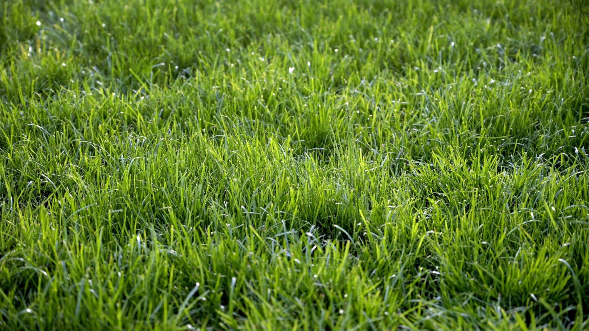Kärlek, tålamod och lite järnsulfat – så får du en fin gräsmatta - P4 ...