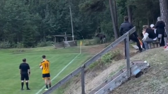 Match fick avbrytas – älg rusade mot publik