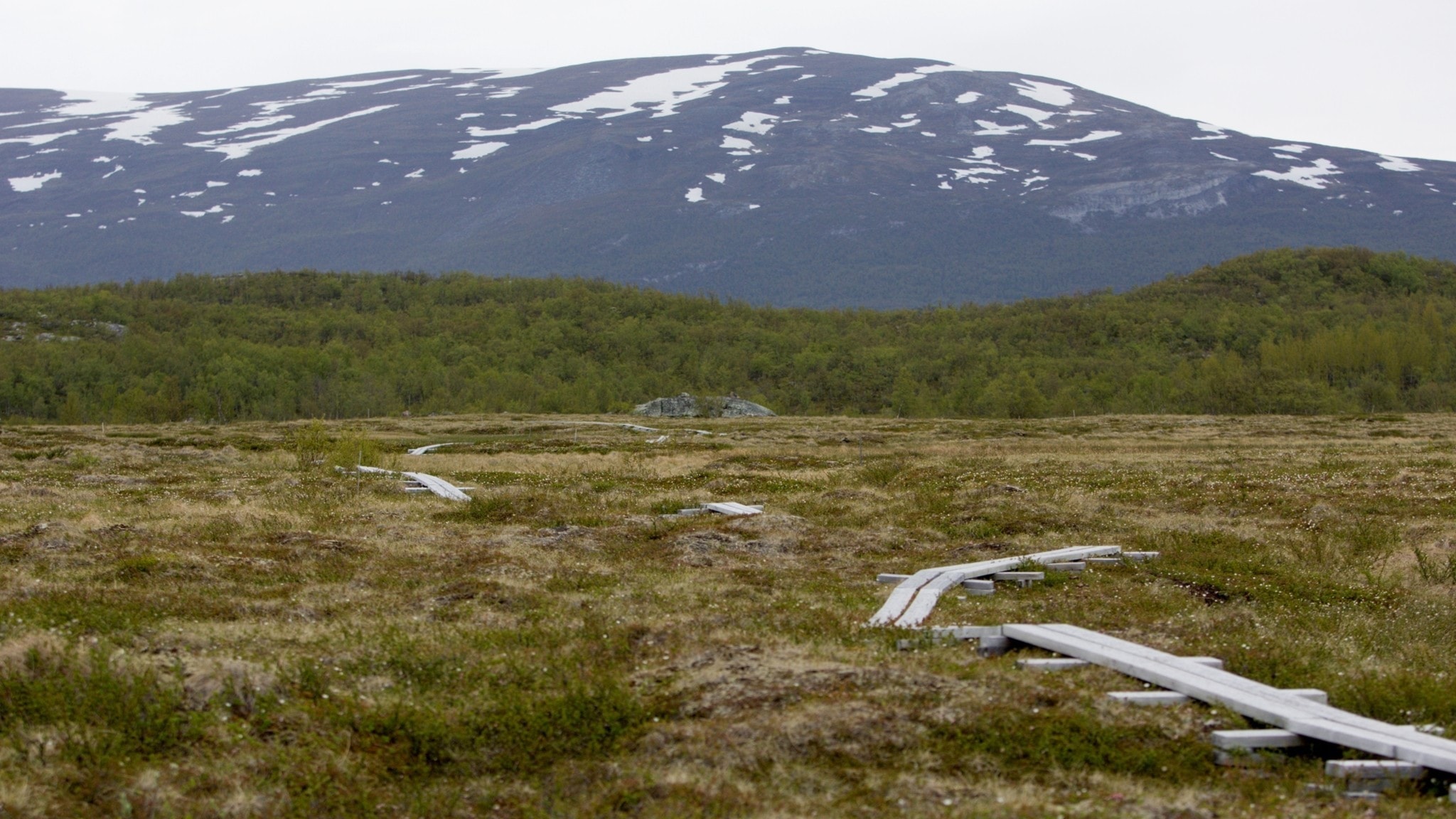 1 000 hektar myrmark ska restaureras i Norrbotten - P4 Norrbotten ...