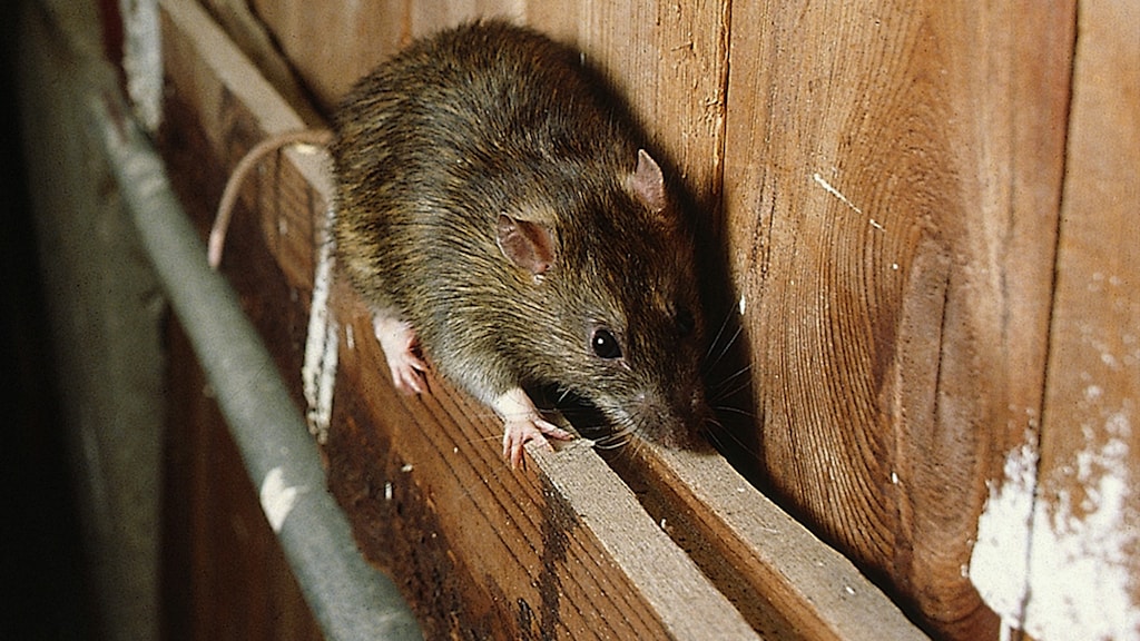 Över 18 000 råttor fångades i Gävleborg - P4 Gävleborg | Sveriges Radio