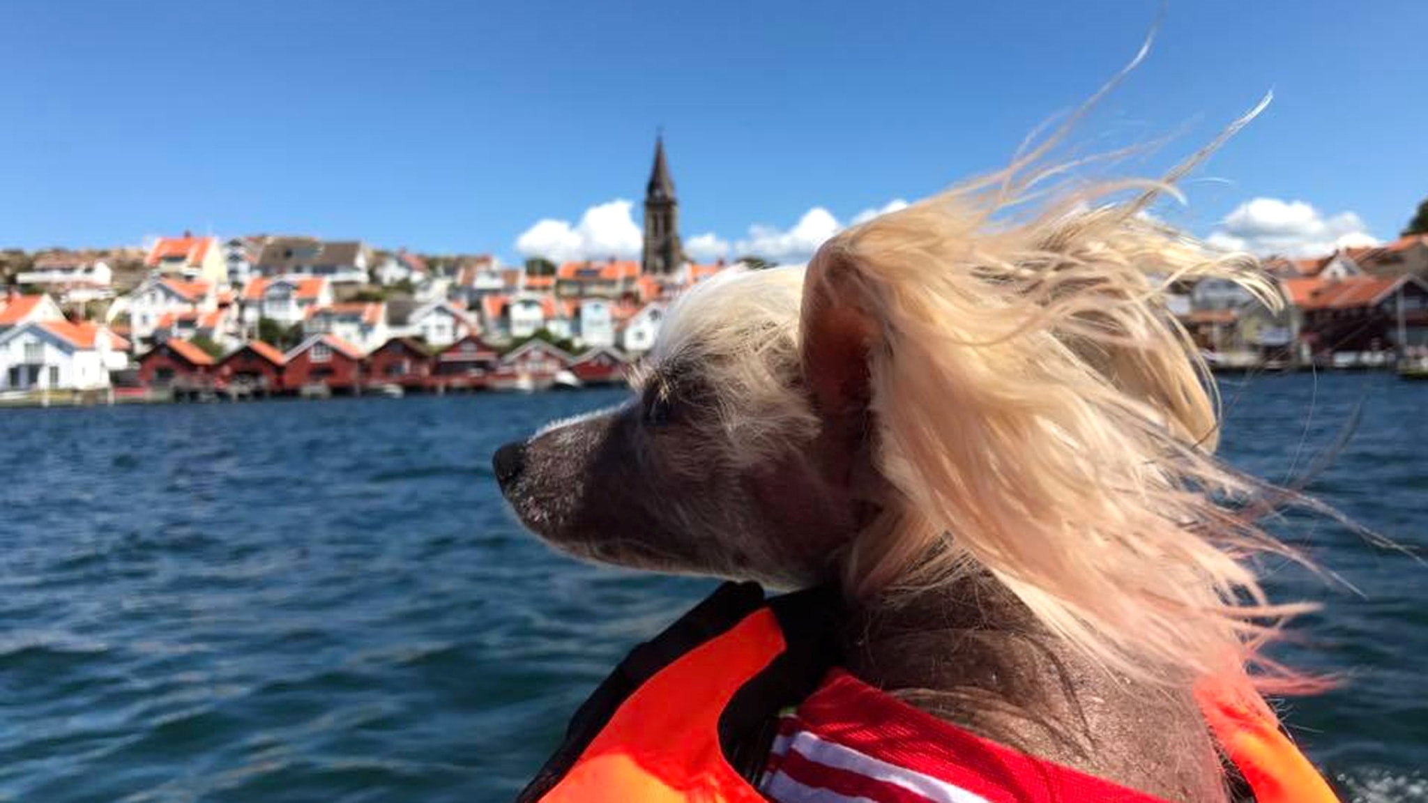 Här är publikens 21 bästa sommarbilder P4 Väst